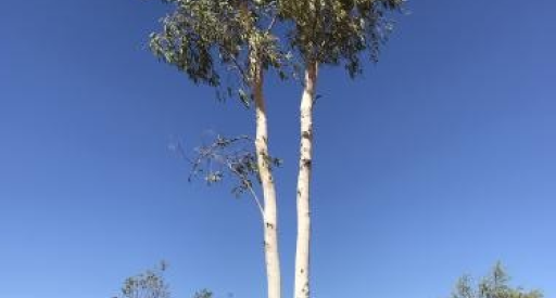 Lightning Tree near Arlparra